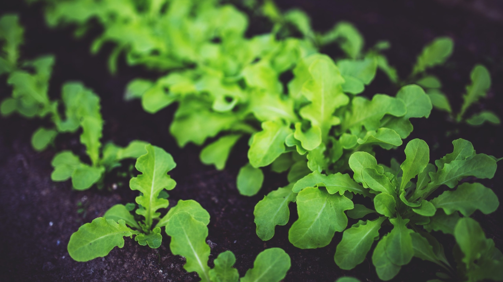 green-leafy-vegetable-1